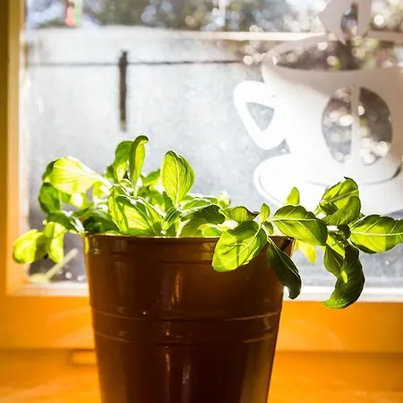 Lavender Apt. W. Balcony In Old Town Lejlighed Zadar